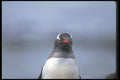 106031 Gentoo Penguin (Head Shot) A4 Photo Print