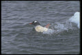106032 Gentoo Penguin Bathing In Sea A4 Photo Print