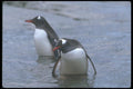 106033 Gentoo Penguins Entering Sea A4 Photo Print