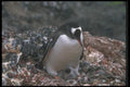 106034 Gentoo Penguin Adult With Small Chicks In Nest A4 Photo Print