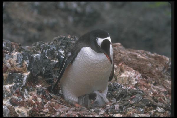 106034 Gentoo Penguin Adult With Small Chicks In Nest A4 Photo Print