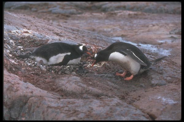 106035 Gentoo Penguins Greeting At Nest A4 Photo Print
