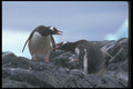 106036 Gentoo Penguins Greeting At Nest A4 Photo Print