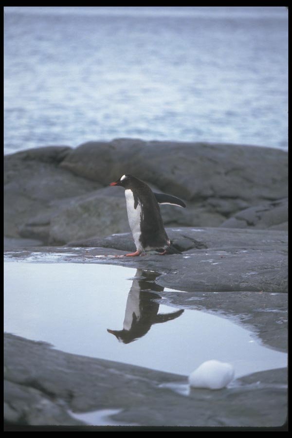 106037 Gentoo Penguin Reflection A4 Photo Print