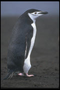 106038 Chinstrap Penguin A4 Photo Print