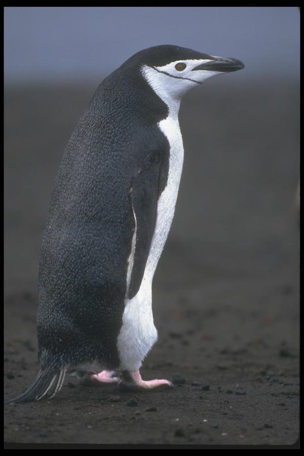 106038 Chinstrap Penguin A4 Photo Print