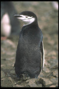 106039 Chinstrap Penguin A4 Photo Print