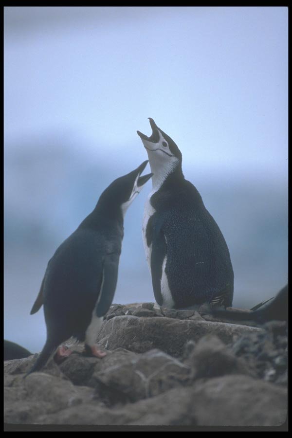 106040 Chinstrap Penguins Greeting At Nest A4 Photo Print