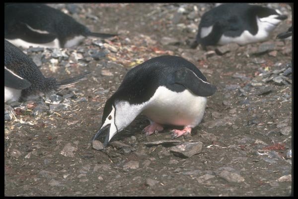 106041 Chinstrap Penguin Picking Up Stone For Nest Offering A4 Photo Print