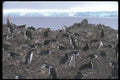 106042 Chinstrap Penguins Nesting Colony A4 Photo Print