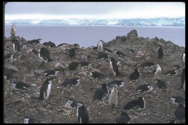 106042 Chinstrap Penguins Nesting Colony A4 Photo Print