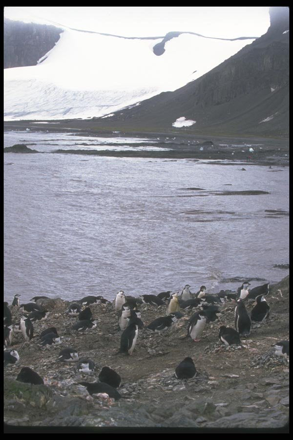 106043 Chinstrap Penguins In Mixed Colony With Gentoo Penguins A4 Photo Print