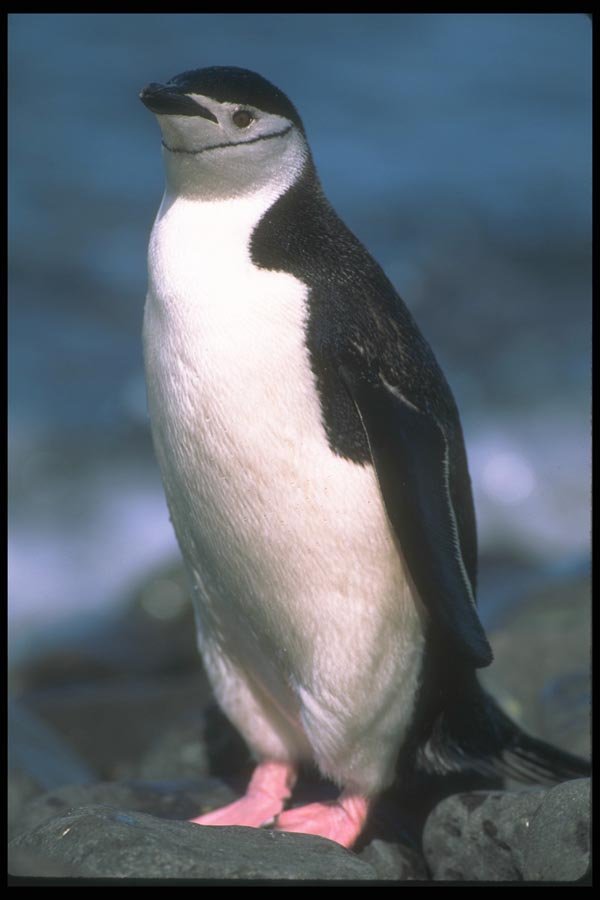 106044 Chinstrap Penguin A4 Photo Print