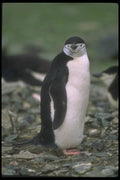 106045 Chinstrap Penguin A4 Photo Print