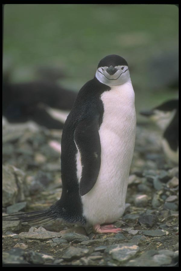 106045 Chinstrap Penguin A4 Photo Print