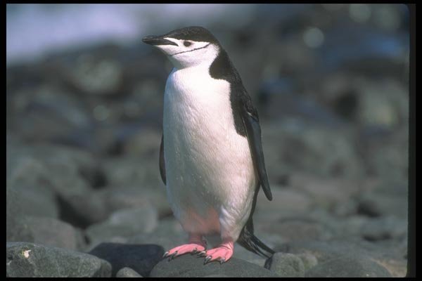 106046 Chinstrap Penguin A4 Photo Print