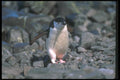 106047 Chinstrap Penguin A4 Photo Print