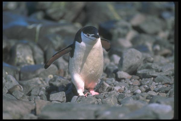106047 Chinstrap Penguin A4 Photo Print