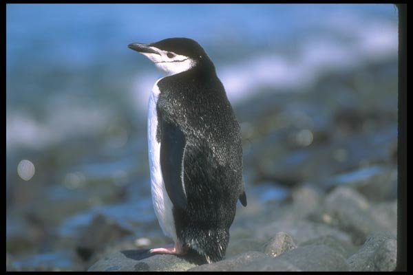 106048 Chinstrap Penguin A4 Photo Print