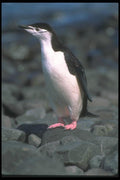 106049 Chinstrap Penguin A4 Photo Print