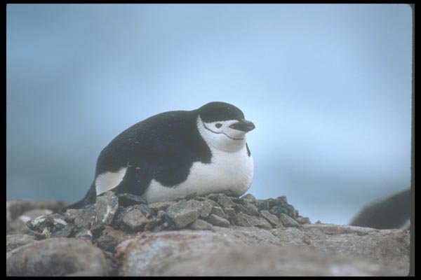 106050 Chinstrap Penguin On Nest A4 Photo Print