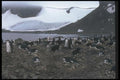 106051 Chinstrap Penguins Nesting Colony A4 Photo Print
