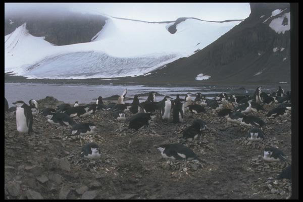 106051 Chinstrap Penguins Nesting Colony A4 Photo Print