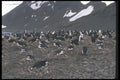 106052 Chinstrap Penguins Nesting Colony A4 Photo Print