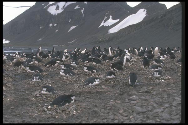106052 Chinstrap Penguins Nesting Colony A4 Photo Print