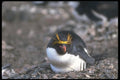 106053 Macaroni Penguin Sitting On Egg A4 Photo Print