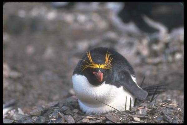 106053 Macaroni Penguin Sitting On Egg A4 Photo Print