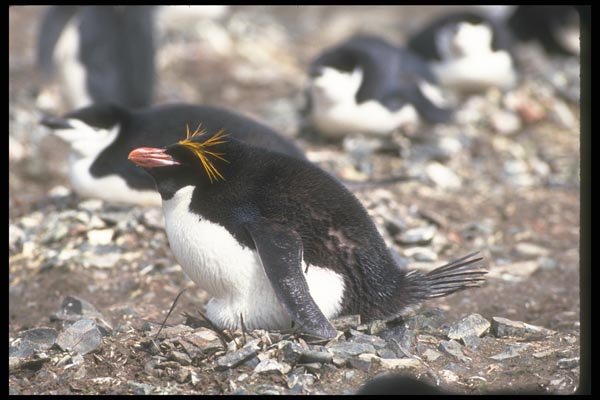 106054 Macaroni Penguin Sitting On Egg A4 Photo Print