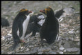 106055 Macaroni Penguin Pair At Nest A4 Photo Print