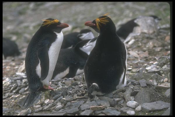 106055 Macaroni Penguin Pair At Nest A4 Photo Print
