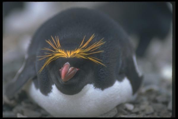 106056 Macaroni Penguin Sitting On Egg A4 Photo Print