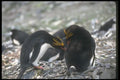 106057 Macaroni Penguins Mutual Grooming Pair Bonding A4 Photo Print