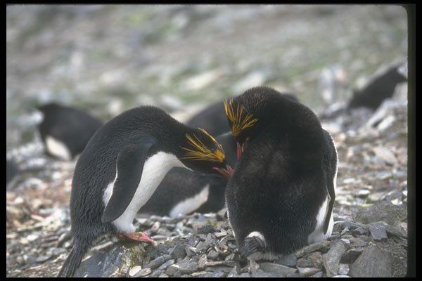 106057 Macaroni Penguins Mutual Grooming Pair Bonding A4 Photo Print