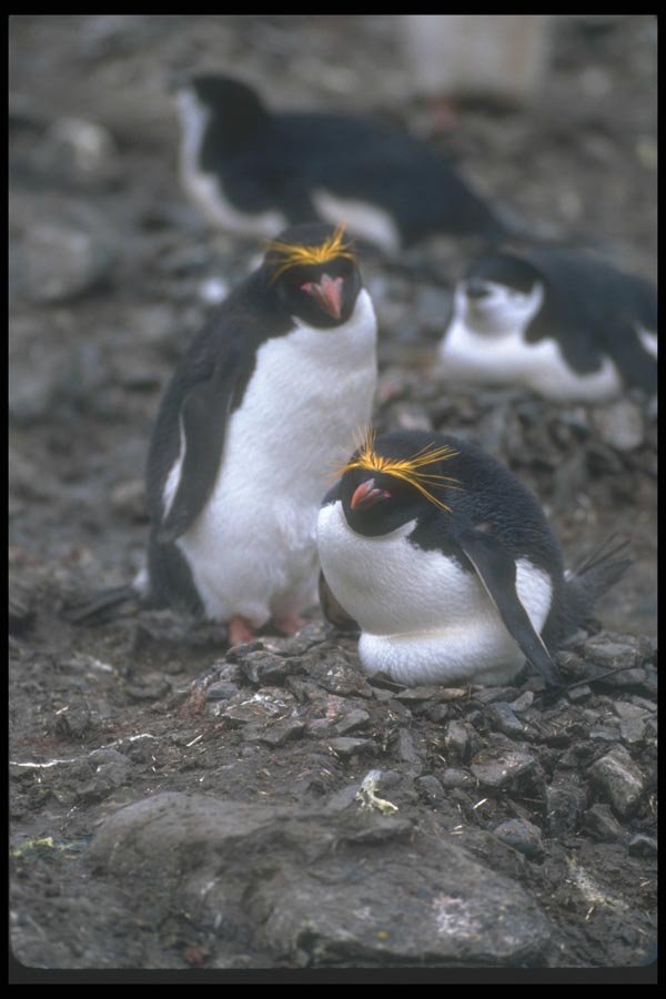 106058 Macaroni Penguins Pair At Nest A4 Photo Print