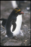 106059 Macaroni Penguin Standing Erect A4 Photo Print