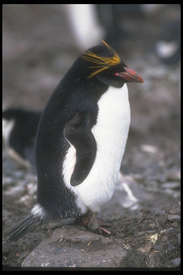 106059 Macaroni Penguin Standing Erect A4 Photo Print