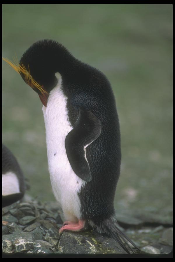 106060 Macaroni Penguin Standing Erect A4 Photo Print