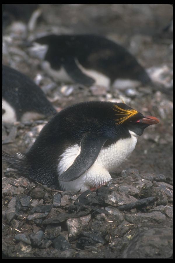 106061 Macaroni Penguin Sitting On Egg A4 Photo Print