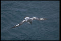 106062 Pintado (Cape) Petrel In Flight A4 Photo Print