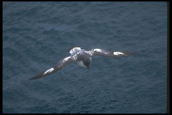 106062 Pintado (Cape) Petrel In Flight A4 Photo Print