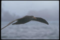 106063 Southern Giant Petrel In Flight A4 Photo Print
