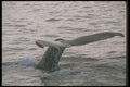 106074 Humpback Whale Sounding (Tail Flukes) A4 Photo Print