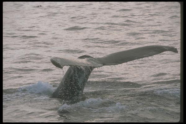 106074 Humpback Whale Sounding (Tail Flukes) A4 Photo Print