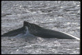 106075 Humpback Whale A4 Photo Print