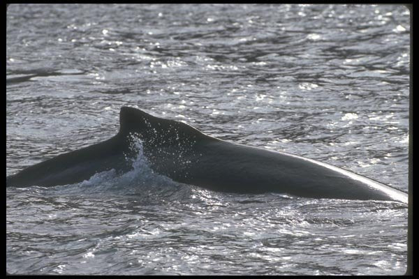106075 Humpback Whale A4 Photo Print