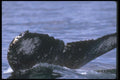 106076 Humpback Whale Sounding (Tail Flukes) A4 Photo Print